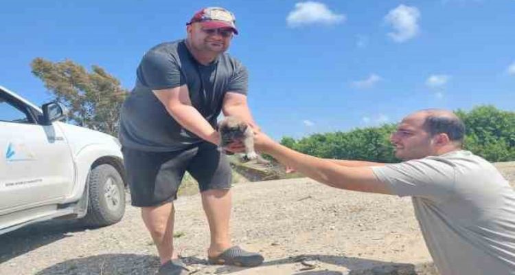 Tarsus'ta köprü altındaki yavru 8 köpek kurtarıldı