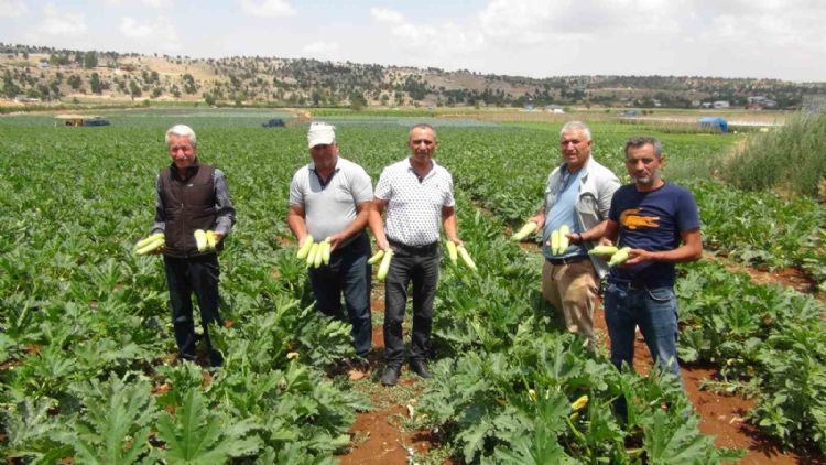 Kabak üreticisi ihracat için yeni ülkeler arıyor