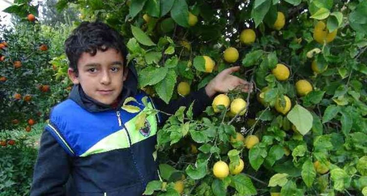 Mersin'de limon hasadı sürüyor