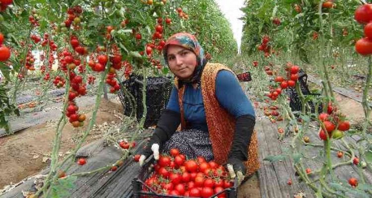 Mersin'de örtü altı domates tarlada 16.50 TL'den alıcı buluyor