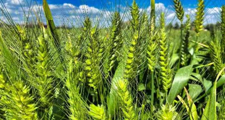 Tarsus'ta belediye arazilerinde kunduru buğdayı yetiştiriliyor