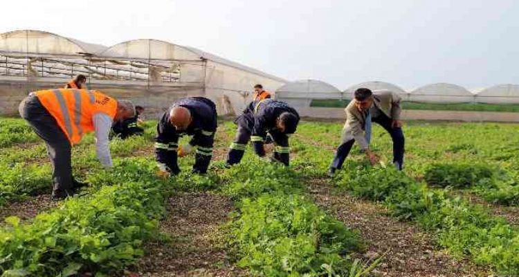 Akdeniz'de toprakla buluşturulan maralfalfa bitkisi çelikleri yeşerdi