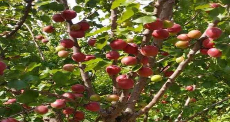 Mersin'de kayısının kilosu 8 liraya kadar düştü