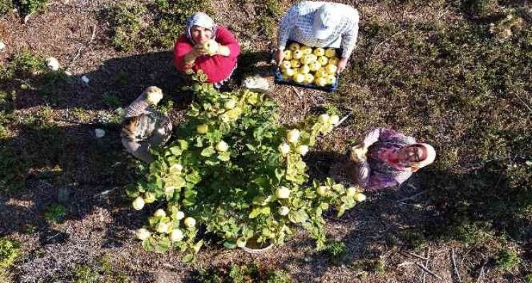 Atıl arazi genç çiftçi ile tarıma kazandırıldı, her bir ağacı 25-30 kilo meyve veriyor