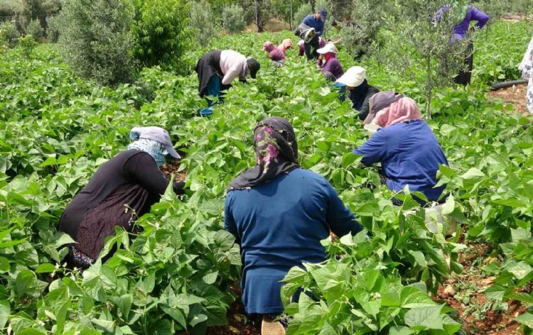 Turfanda ‘sarıkız’ hasadı başladı: Kilosu 100 TL’den alıcı buldu