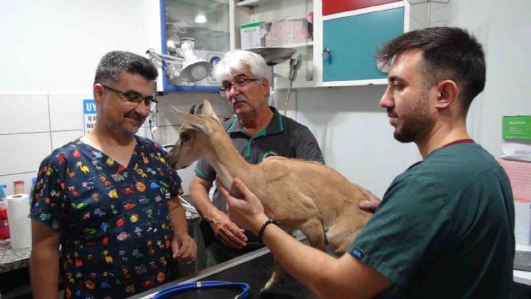 Köpekler tarafından saldırıya uğrayan ve tedavisi tamamlanan yavru dağ keçisi doğaya bırakıldı