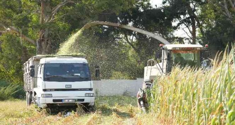 Tarsus'ta üreticilere ücretsiz mısır tohumu dağıtılacak