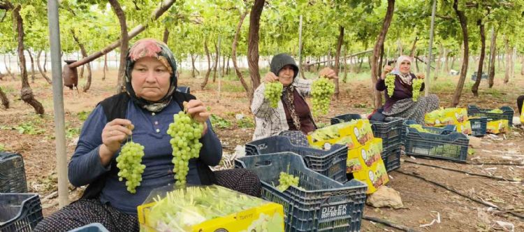 Silifke’de sezonun ilk üzümü hasat edildi, kilosu 600 TL’den ihraç edildi