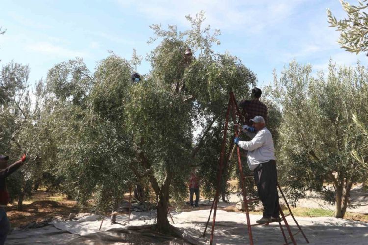 Mersin’de tüccarların zeytin alım fiyatını düşürmesine tepki: Bazı üreticiler hasadı erteledi