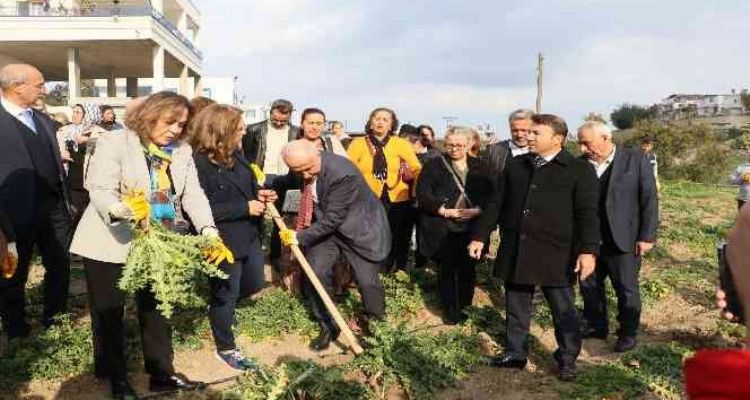 3 ayda hasat vakti geldi, kilosu 60 liradan satılıyor