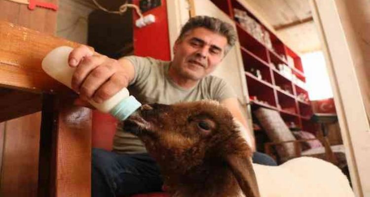 Annesi ölen kuzuyu bebeği gibi besliyor