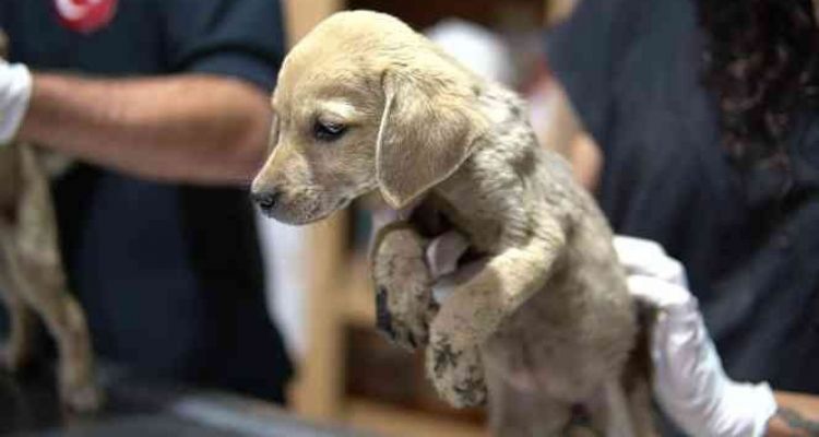 Ölüme terk edilen yavru köpeklere Tarsus Belediyesi sahip çıktı