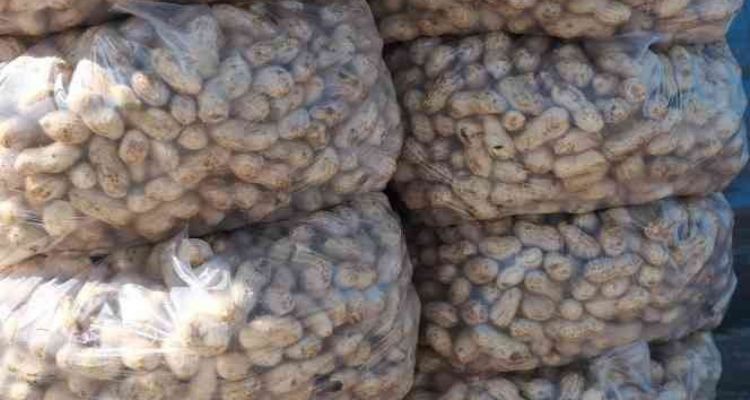 Mut'ta yer fıstığında 800 ton rekolte bekleniyor