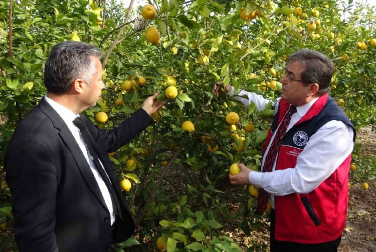 Fiyatı 5-6 TL’ye düşen limona talebi artıracak denetimler başladı