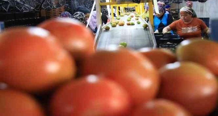 Avrupa'dan talep üstüne talep geliyor, domates üreticisinin yüzü gülüyor
