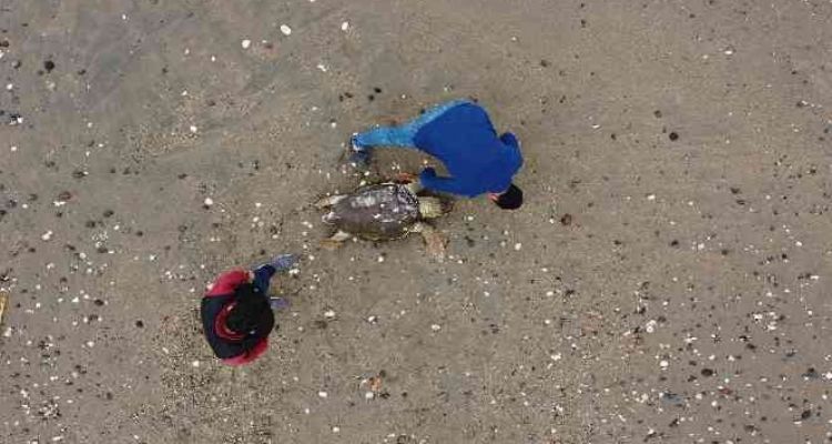 Ölü Caretta caretta sahile vurdu