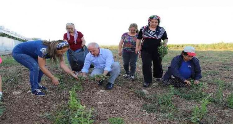 Akdeniz'de stevia ve moringa bitkilerinin ilk hasadı yapıldı