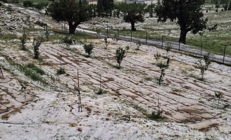 Mersin Erdemli’de dolu tarım alanlarına zarar verdi