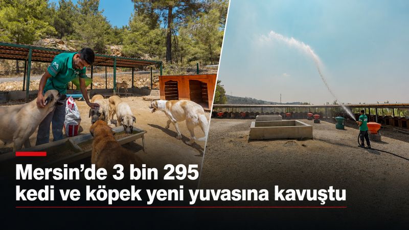 Mersin’de 3 bin 295 kedi ve köpek yeni yuvasına kavuştu