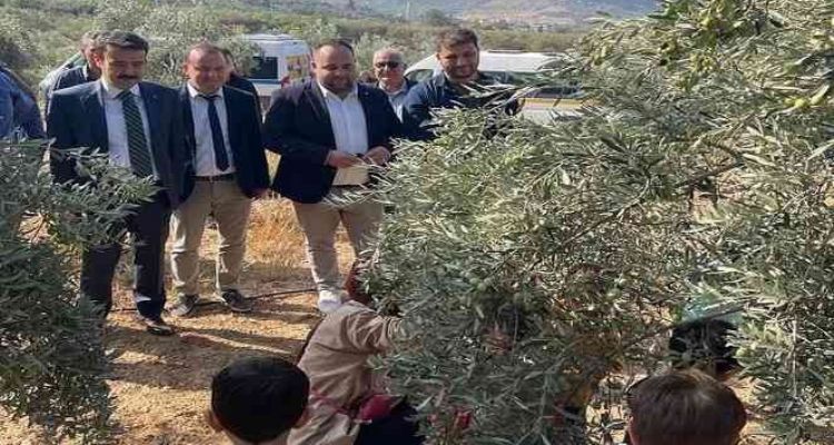 Mersin'de minik öğrenciler zeytin hasadı yaptı