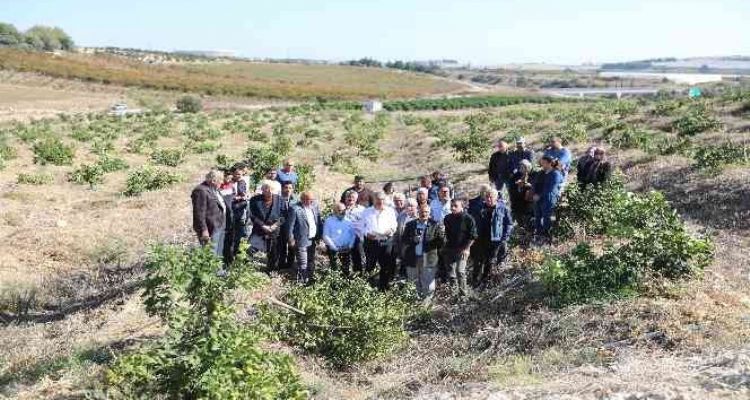 Mersin'de limon ağaçlarının kesilmesi tepki çekti