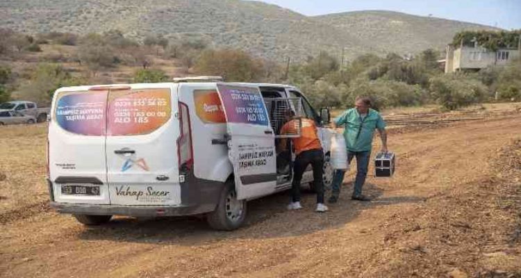 Yangın bölgesindeki hayvanlar için mama ve su bırakıldı