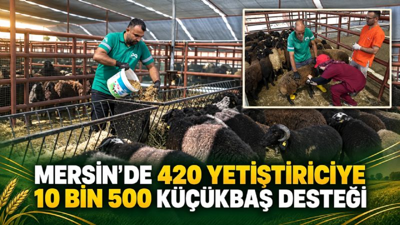 Mersin’de 420 yetiştiriciye 10 bin 500 küçükbaş hayvan desteği