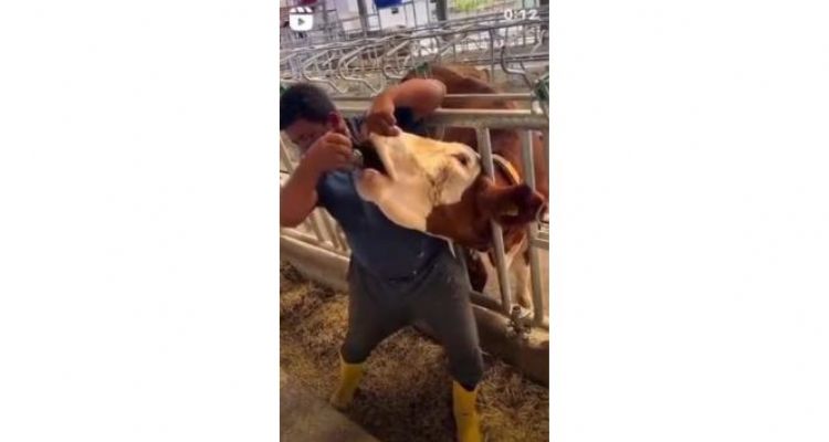 İneğe içki şişesinde sıvı veren şahıs yakalandı