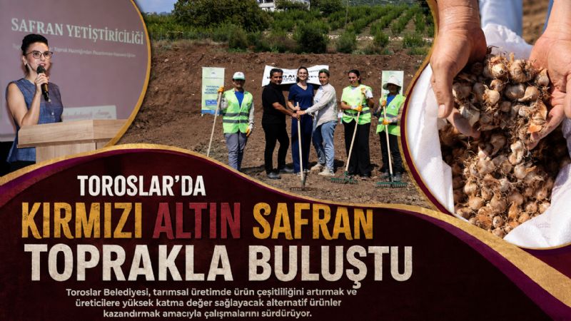  TOROSLAR’DA KIRMIZI ALTIN SAFRAN TOPRAKLA BULUŞTU