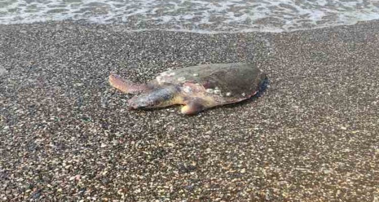 Ölü caretta caretta sahile vurdu