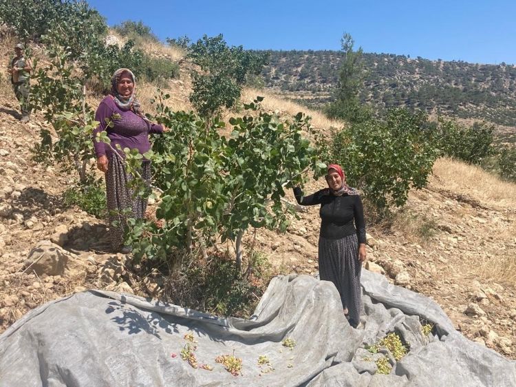 Mut’ta Antep fıstığı hasadı başladı