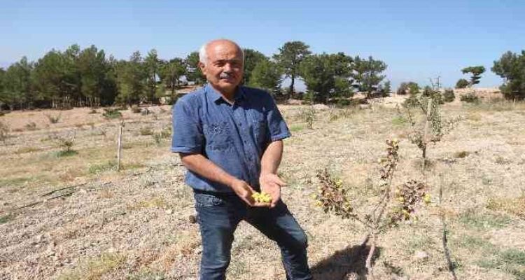Alıç bahçesini traktörle sürüp tahrip ettiler