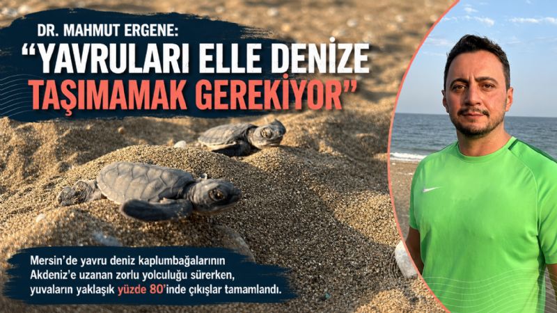Dr. Mahmut Ergene: "Yavruları elle denize taşımamak gerekiyor"
